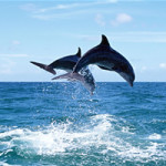 dolphins watch