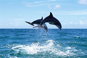 dolphins watch