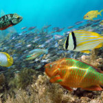 snorkeling tours