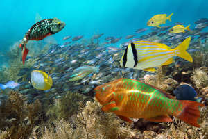snorkeling tours